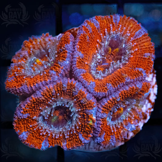 Acan Lord (LPS-XXX)