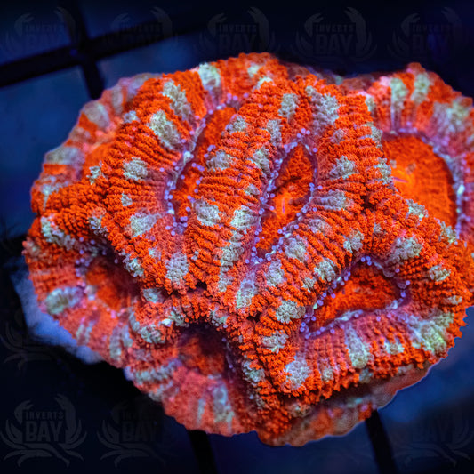 Acan Lord (LPS-XXX)