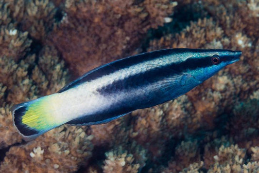 Bi-Colour Cleaner Wrasse