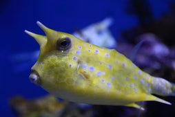 Blue Spotted Camel Cowfish (sm)