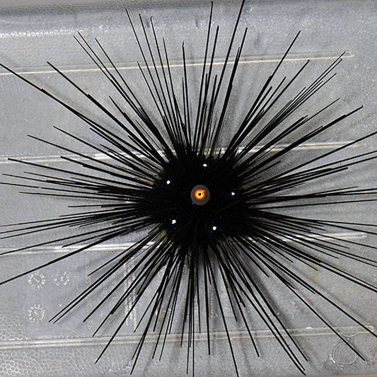 Longspine Urchin