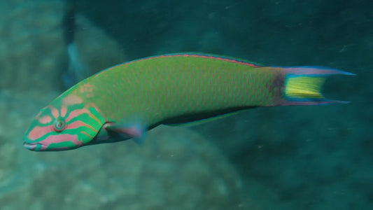 Lunare Wrasse