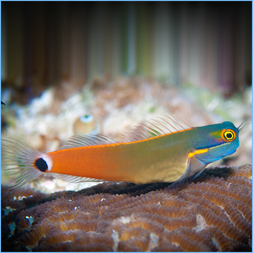 Tail Spot Blenny