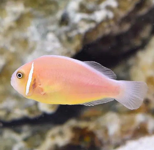 Pink Skunk Clownfish