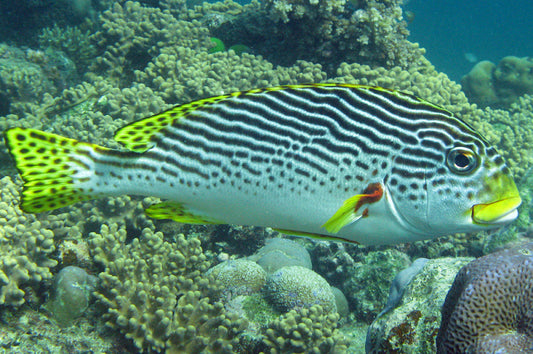 Yellow-Banded Sweetlips