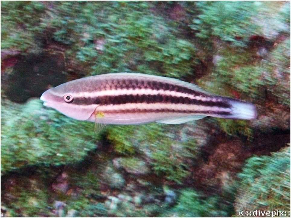 Princess Parrotfish (Juvenile)
