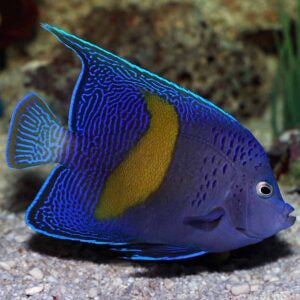 Maculosus (Yellowbar) Angelfish