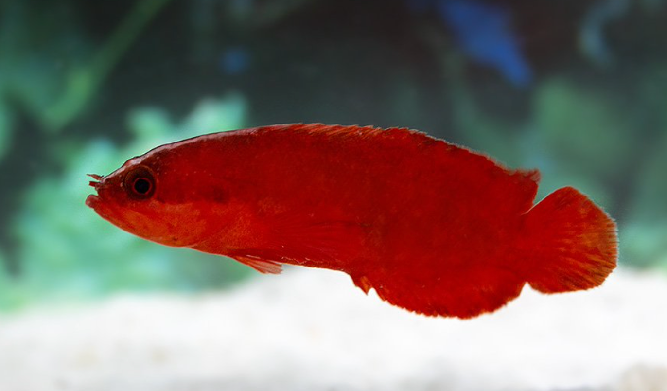 Red Soapfish or Freckleface Podge
