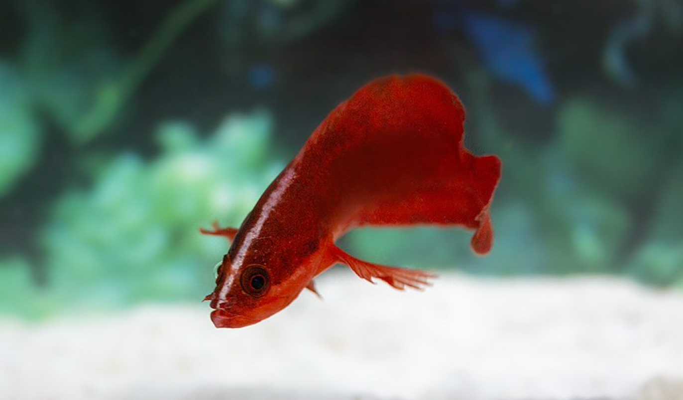 Red Soapfish or Freckleface Podge