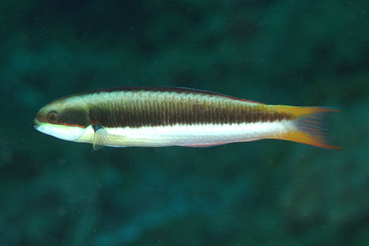 Blunthead (Rainbow) Wrasse - Juvenile