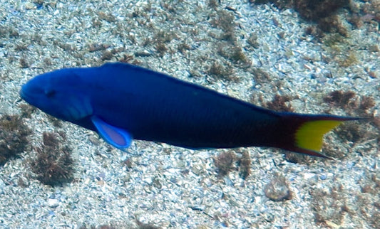 Lunar or Moon Wrasse (Lyretail)