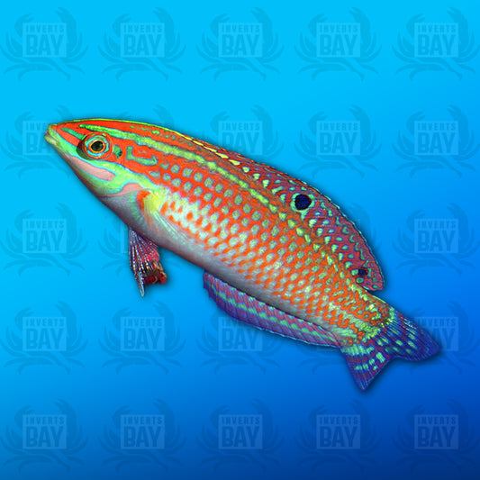 Adorned Wrasse