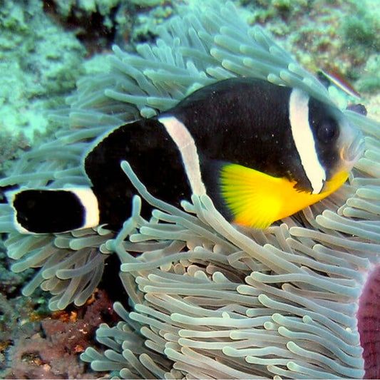 Mauritian Anemonefish