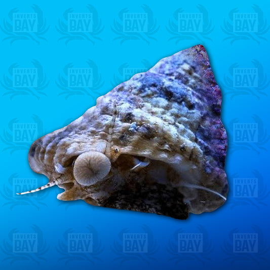 Astrea Snail