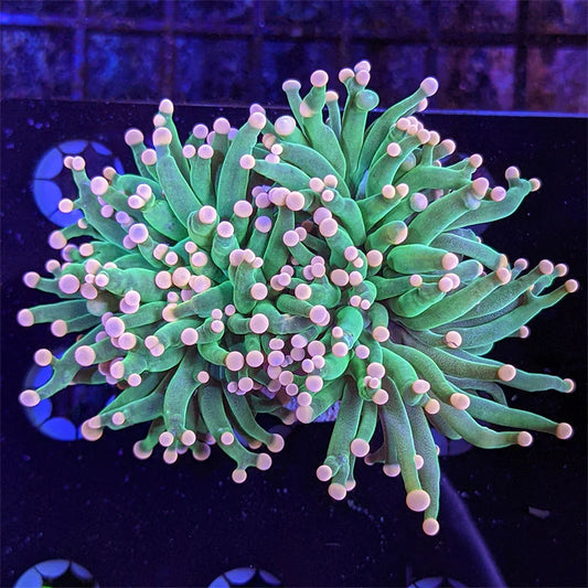 Euphyllia Torch (LPS-082)