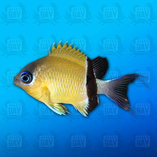 Black-bar Chromis