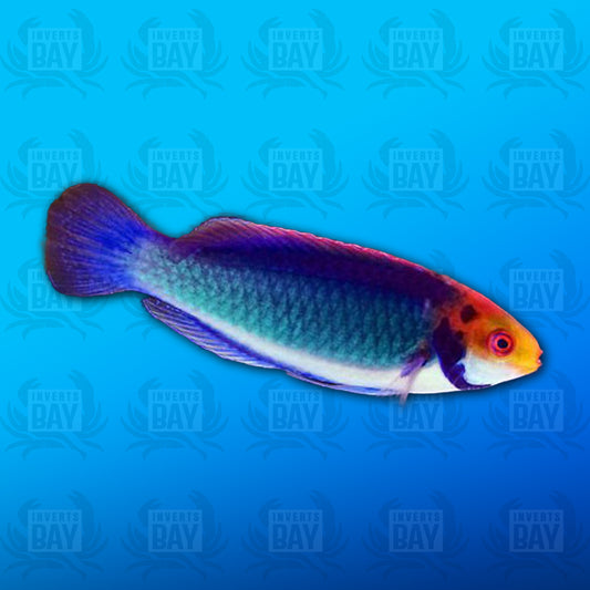 Solar Fairy Wrasse