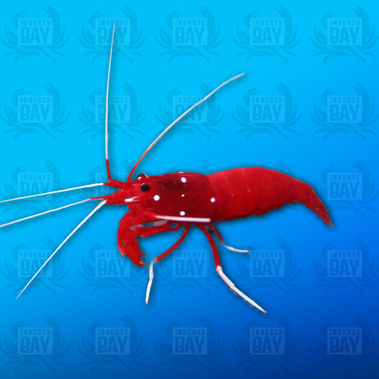 Blood Shrimp