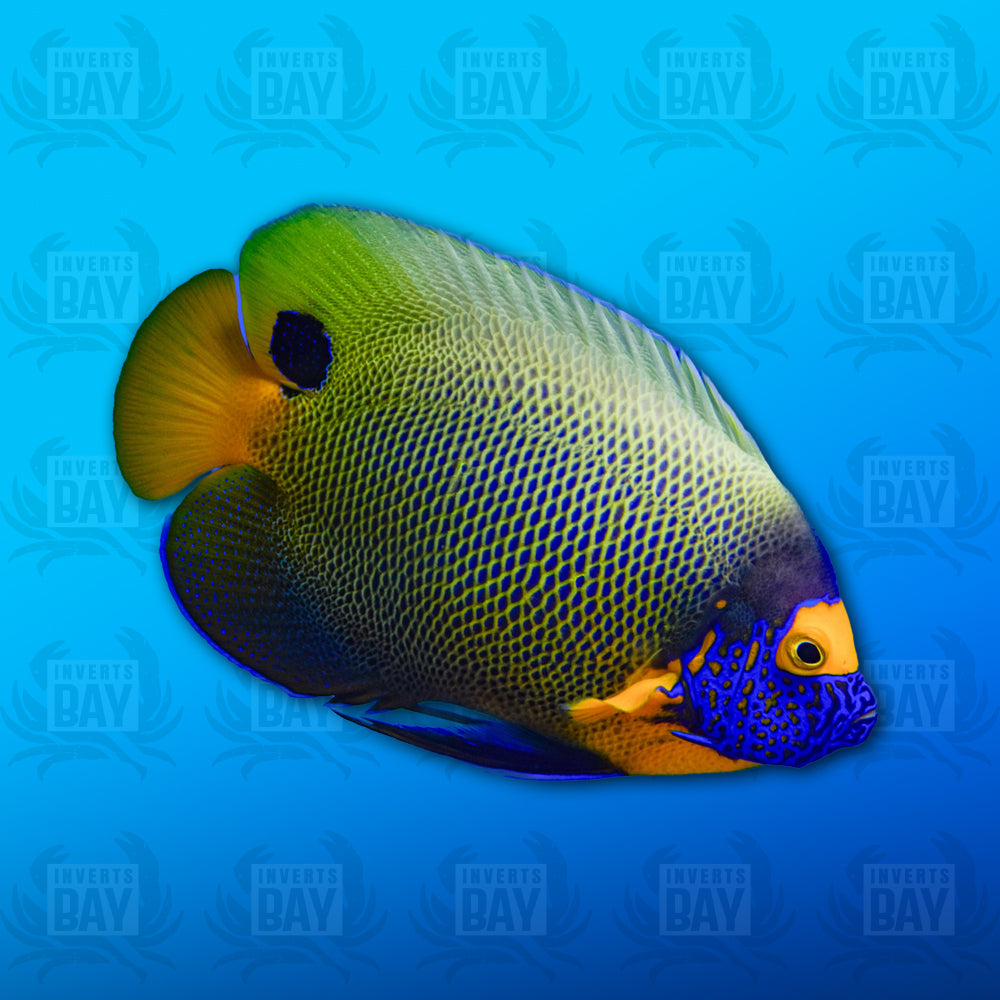 Blue Face Angelfish