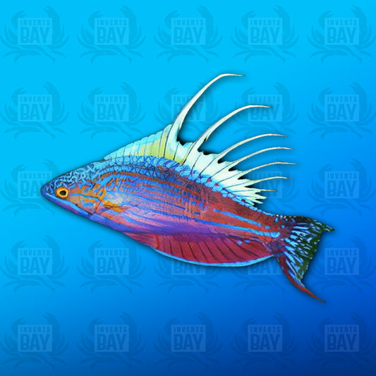 Blue Filamented Flasher Wrasse