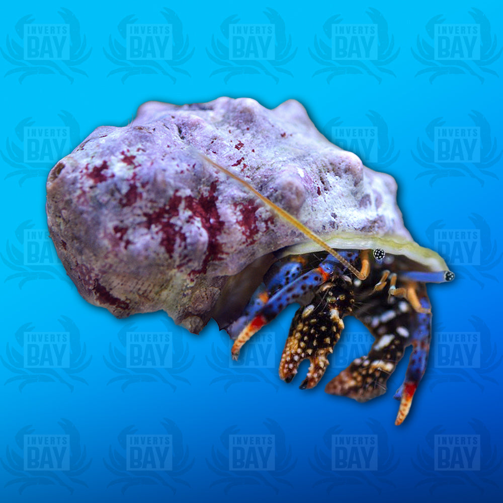 Blue Leg Hermit Crab