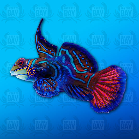 Blue Mandarin Fish