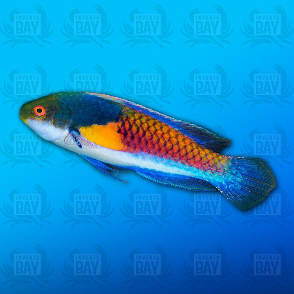 Blue Sided Fairy Wrasse