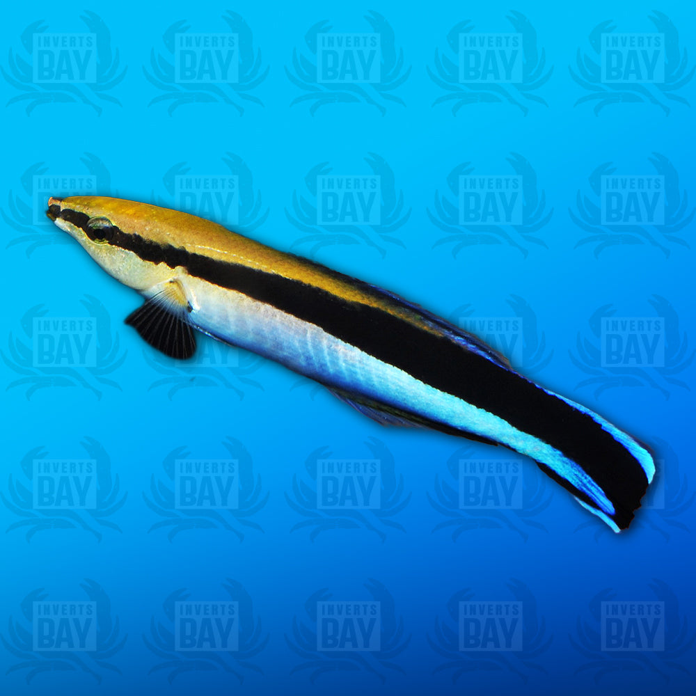 Bluestreak Cleaner Wrasse