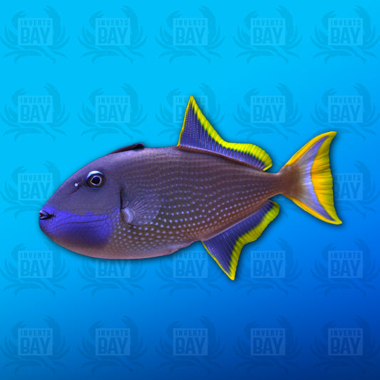 Blue Throat Trigger Fish