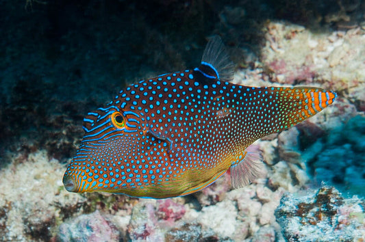 Blue-Spotted Pufferfish