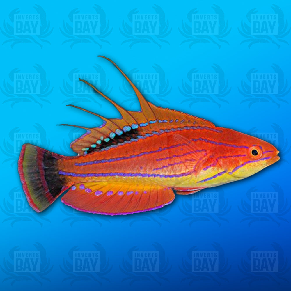 Carpenter's Flasher Wrasse