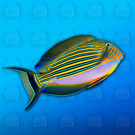 Clown Surgeonfish