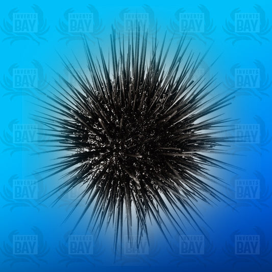 Common Black Sea Urchin