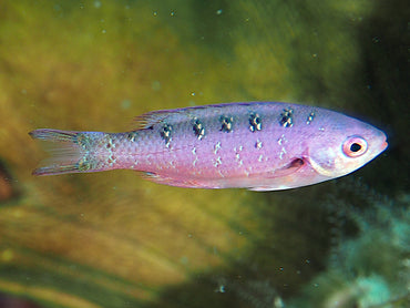 Creole Wrasse