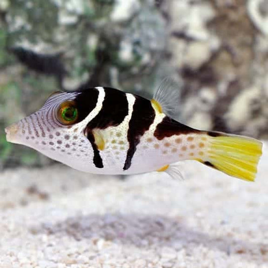 Saddle Valentini Pufferfish