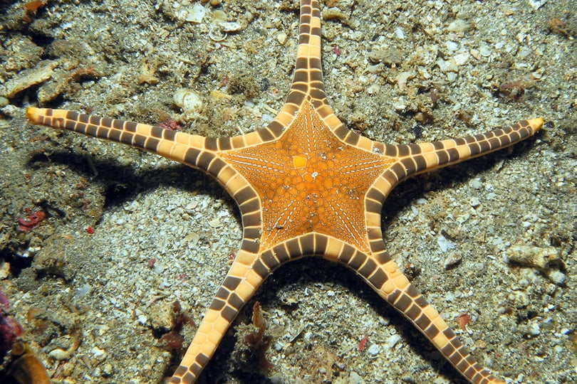 Icon Starfish