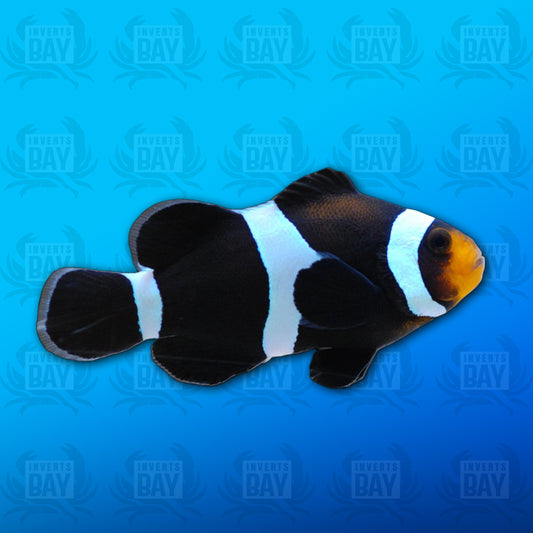 Darwin Ocellaris Clownfish