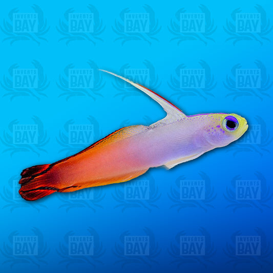 Red Firefish