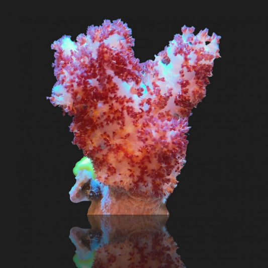 Carnation Tree