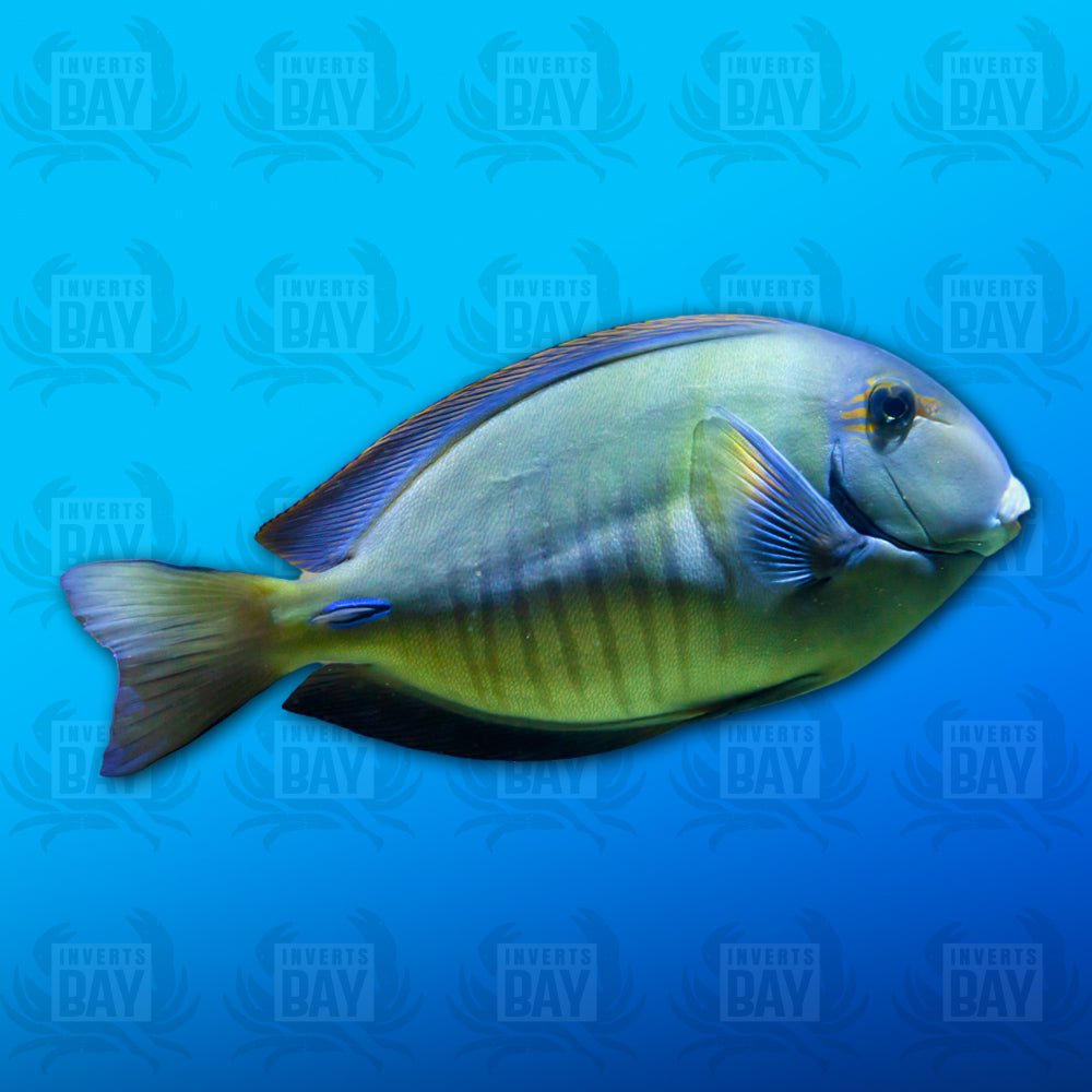 Doctorfish Tang (Acanthurus chirurgus)