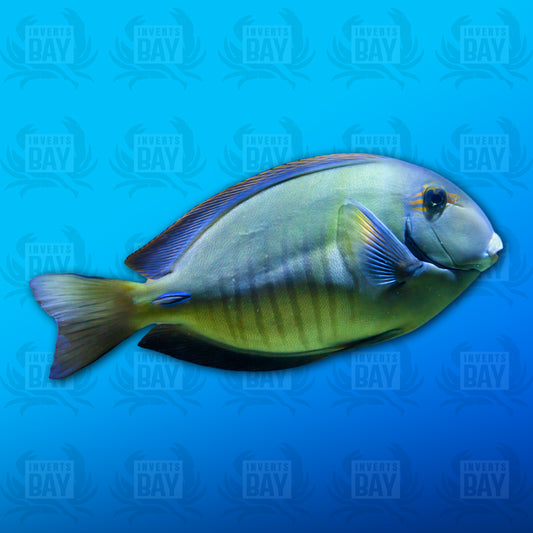 Doctorfish Tang (Acanthurus chirurgus)