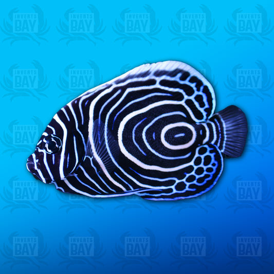 Emperor Angelfish (Juvenile)