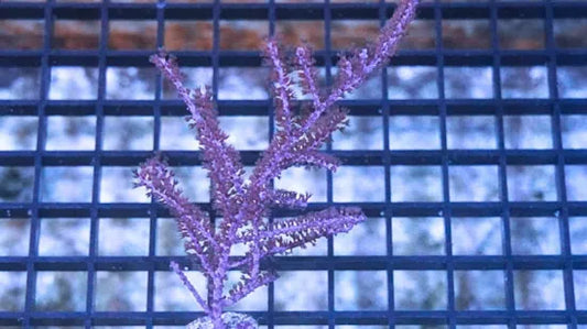 Gorgonian