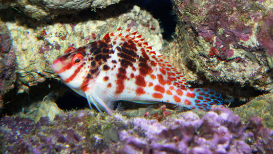 Coral (Pixy) Hawkfish