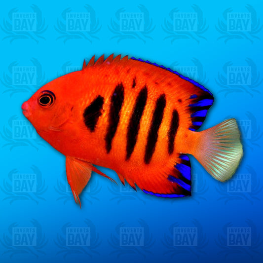 Flame Angelfish