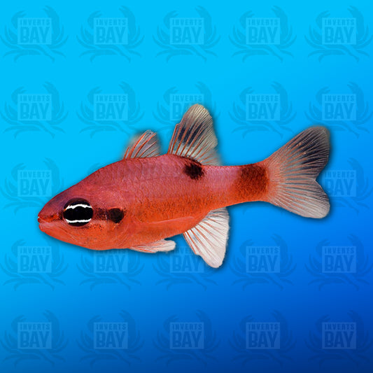 Flame Cardinalfish