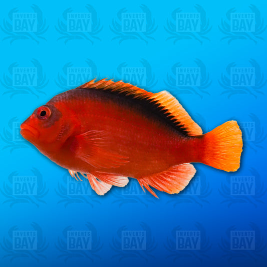 Flame Hawkfish