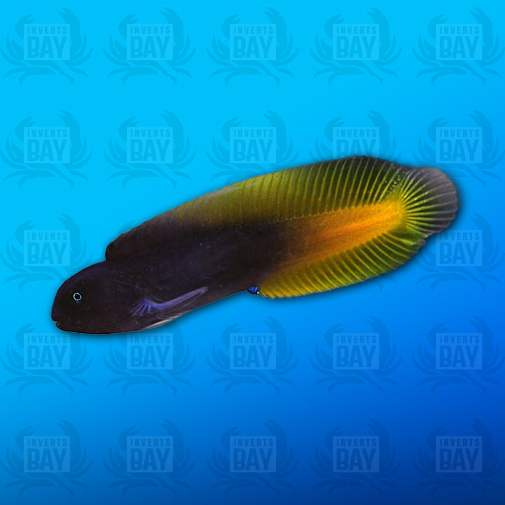 Flametail Blenny