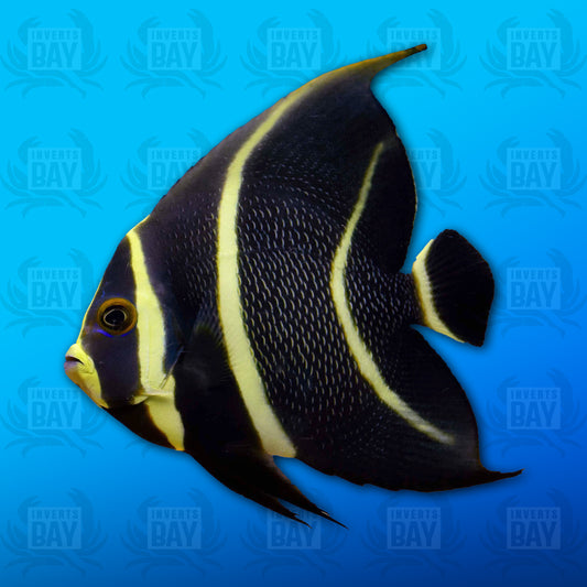 French Angelfish (Juvenile)