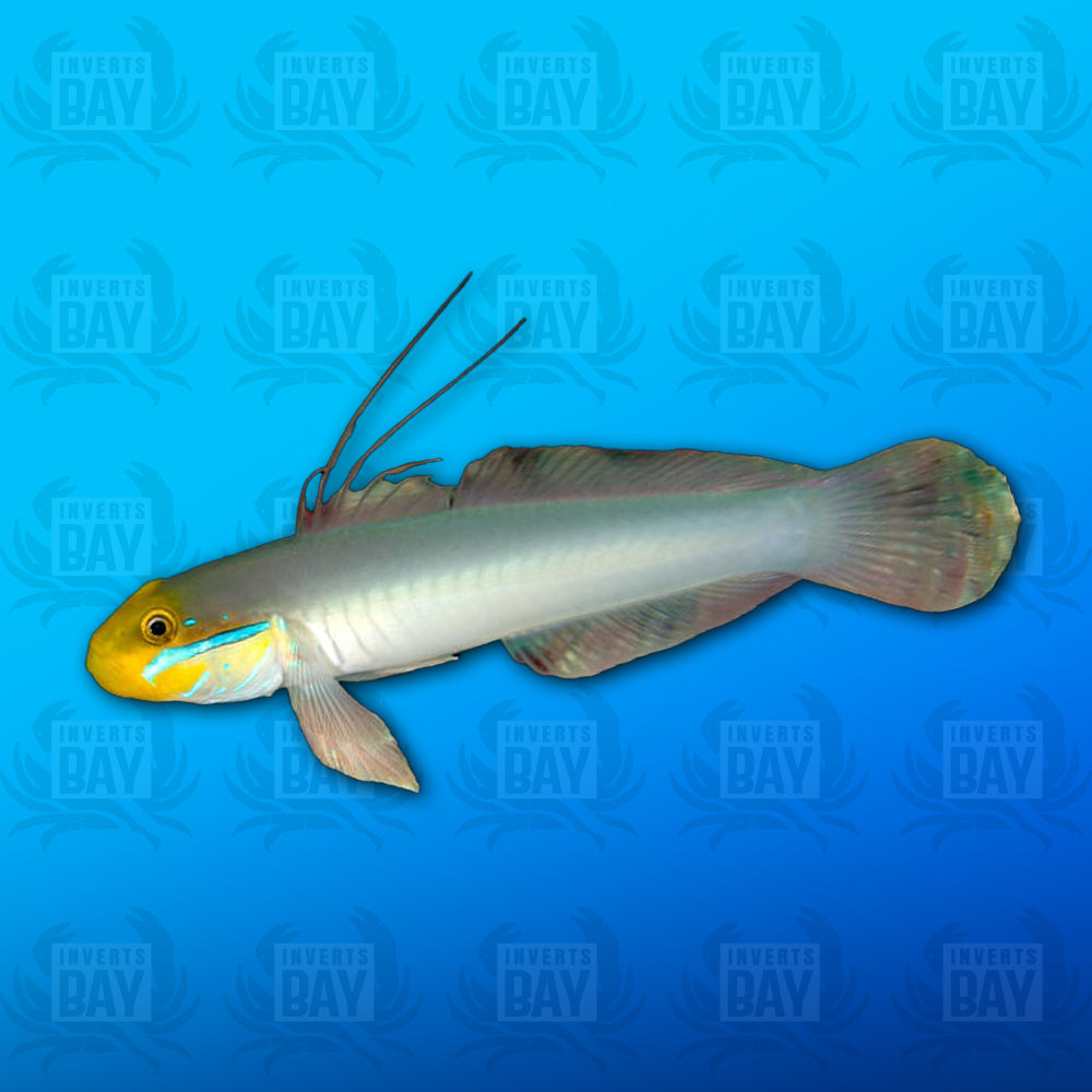 Gold Headed Sleeper Goby